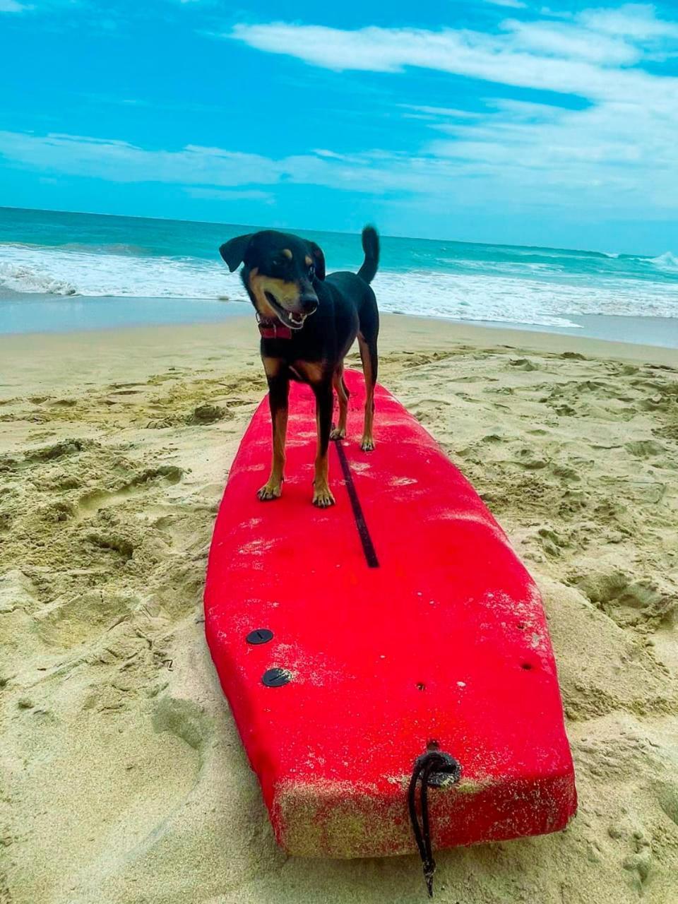 阿杭格默 Gaia Ocean Surf Yoga旅舍 外观 照片